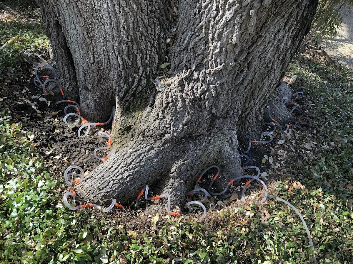 Detailed Tree Cabling and Bracing job site in Clearwater Beach