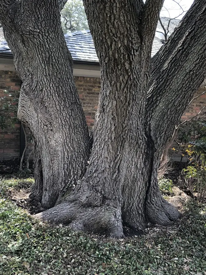 Mature heritage tree close to a Clearwater Beach property cared for by certified arborists